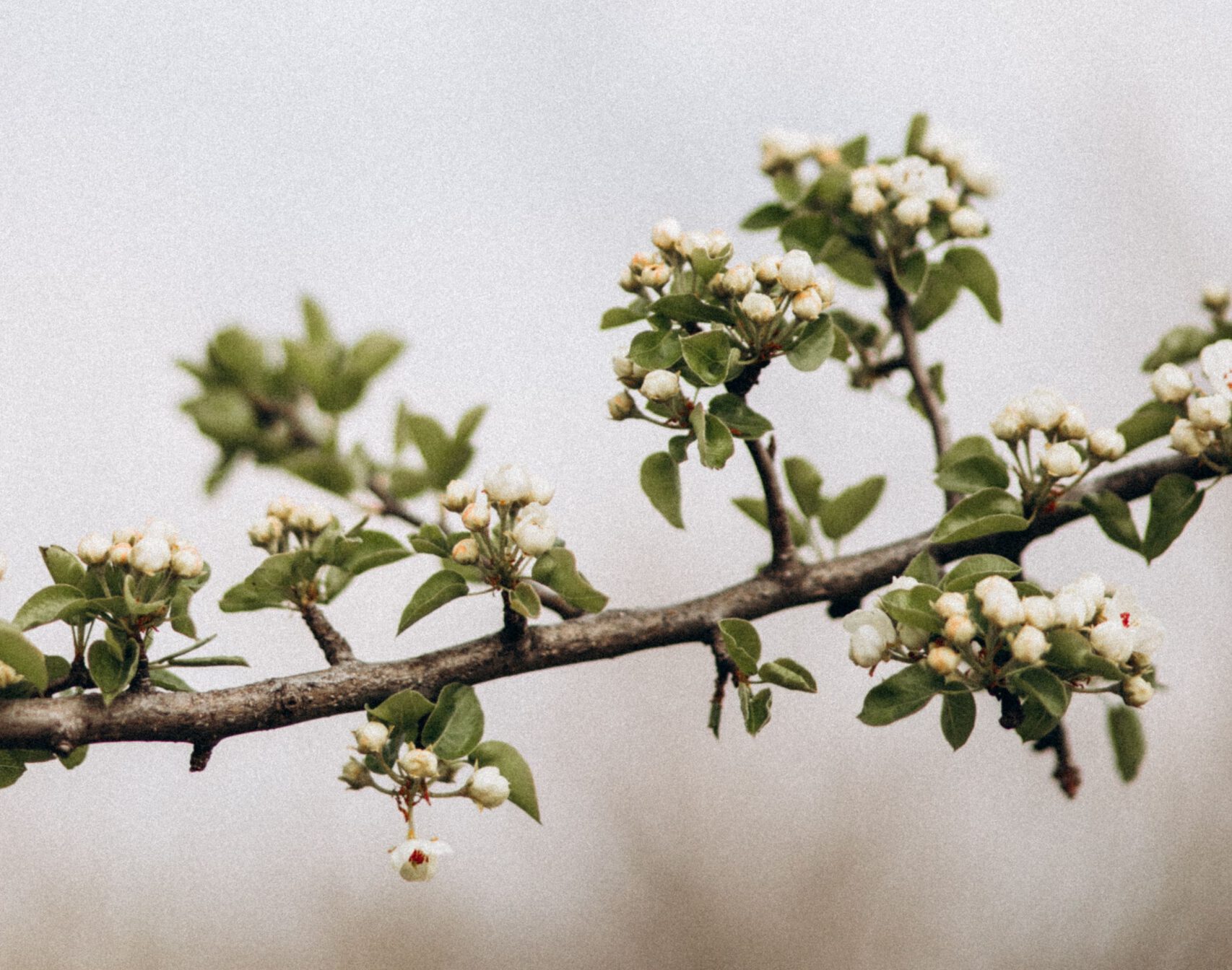 vita små blommor på ett träd. Äppelträd