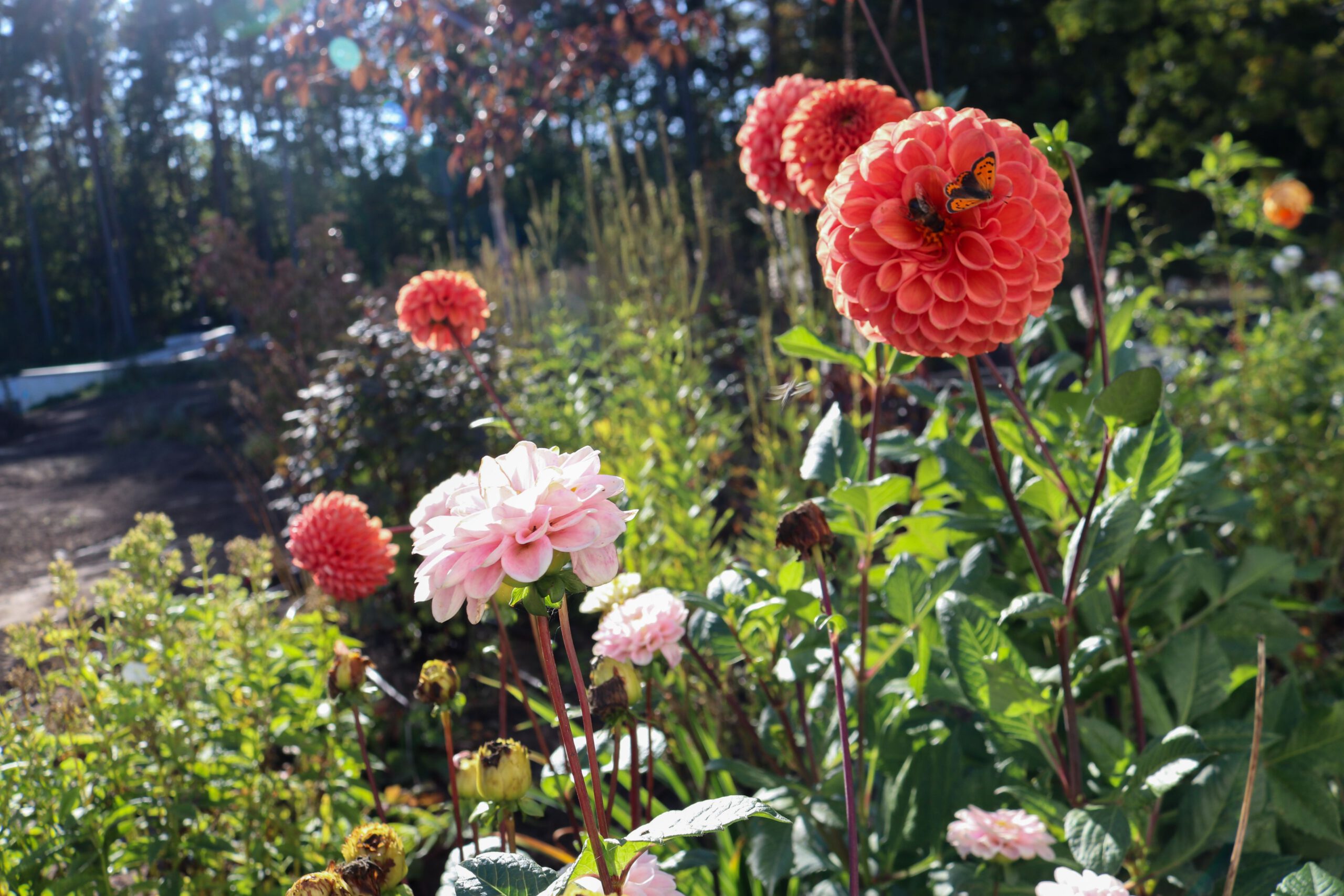 Härliga blommor med en fjäril och humla som samsas om nektarn